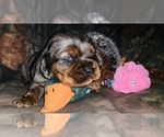 Small Photo #9 Cocker Spaniel Puppy For Sale in PENSACOLA, FL, USA