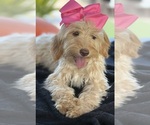 Small Photo #39 Goldendoodle mix (+ Poodle Miniature) Puppy For Sale in MENIFEE, CA, USA