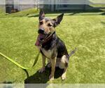 Small German Shepherd Dog Mix