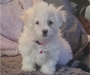 ShihPoo Puppy for Sale in SALEM, Massachusetts USA