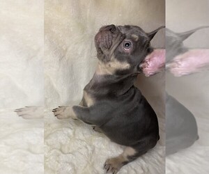 French Bulldog Puppy for sale in MIAMI, FL, USA