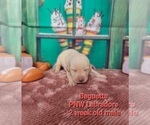 Small Photo #3 Labrador Retriever Puppy For Sale in ROGUE RIVER, OR, USA