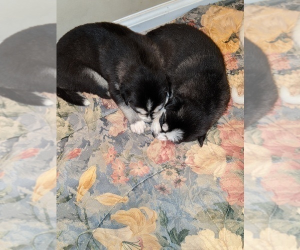 Medium Photo #4 Siberian Husky Puppy For Sale in SYLVA, NC, USA