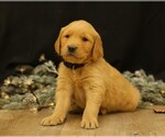 Puppy Dasher Golden Retriever