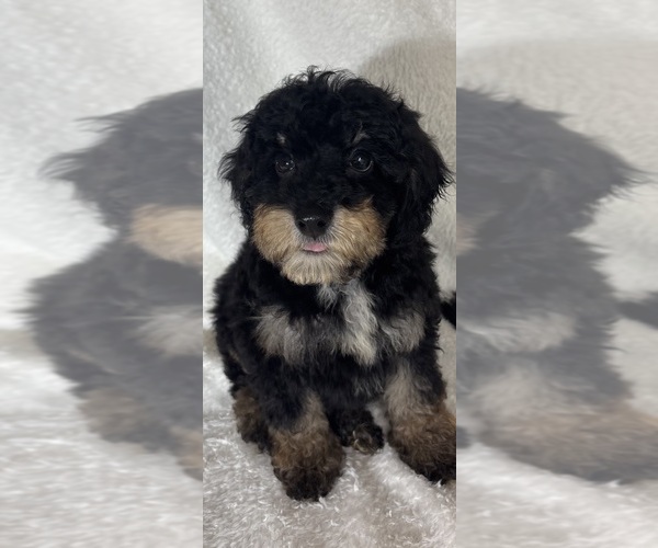Medium Photo #2 Bernedoodle Puppy For Sale in GREENFIELD, IN, USA