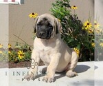 Small #1 Mastiff