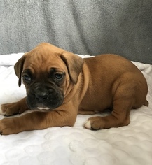 Boxer Puppy for sale in APPLE CREEK, OH, USA