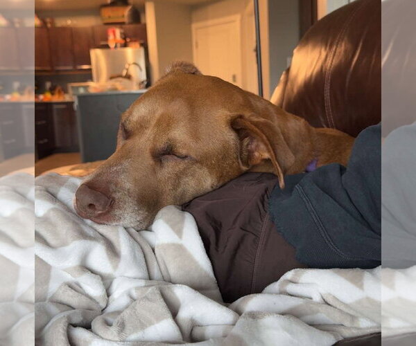 Medium Photo #19 Labrador Retriever-Unknown Mix Puppy For Sale in Fargo, ND, USA