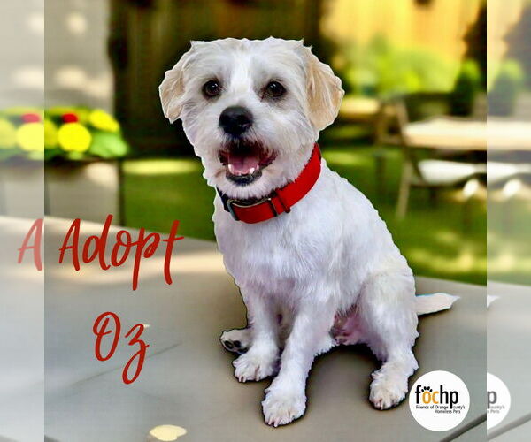 Medium Photo #2 Poodle (Toy) Puppy For Sale in Menifee, CA, USA