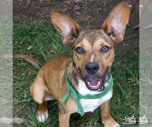 Zebb - Male Labrador Retriever-Unknown Mix Dog for Adoption - Photo #6