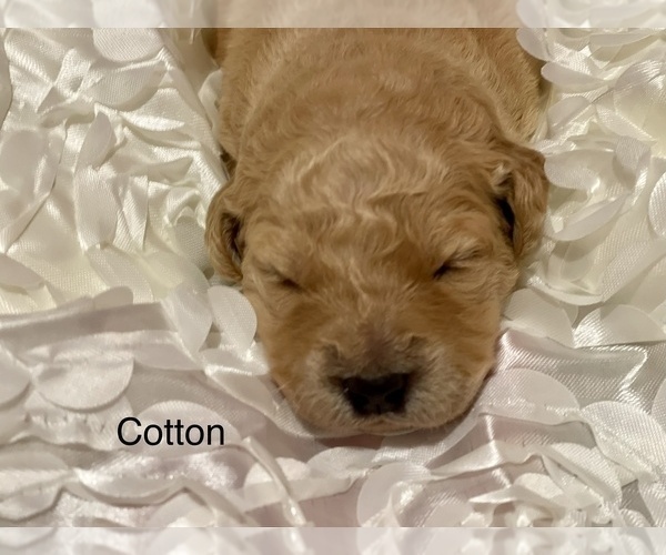 Medium Photo #2 Golden Retriever-Goldendoodle Mix Puppy For Sale in NIANGUA, MO, USA