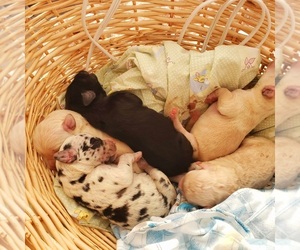 Great Dane-Poodle (Standard) Mix Puppy for sale in CHATTANOOGA, TN, USA