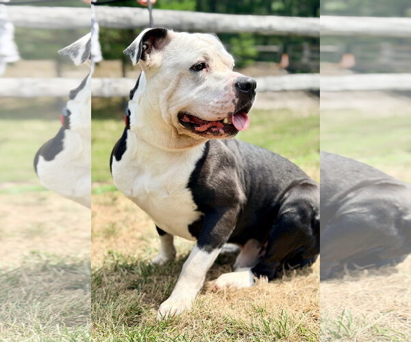Medium Photo #2 American Bulldog-Labrador Retriever Mix Puppy For Sale in Manahawkin, NJ, USA