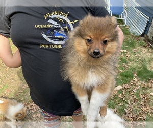 Pomeranian Puppy for sale in MIDDLEBORO, MA, USA