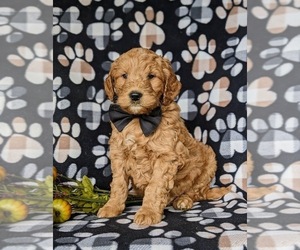 Goldendoodle (Miniature) Puppy for sale in COCHRANVILLE, PA, USA