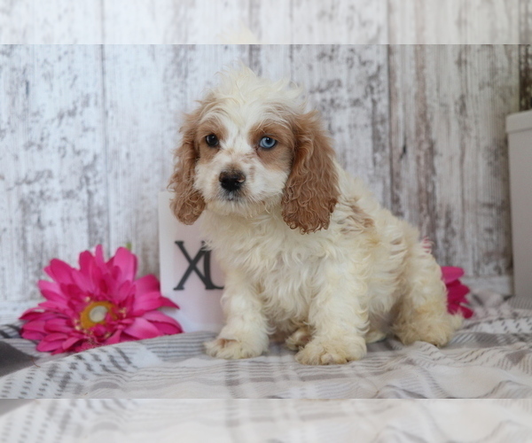 Full screen Photo #2 Cocker Spaniel-Poodle (Miniature) Mix Puppy For Sale in SHILOH, OH, USA