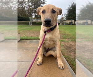 Chinese Shar-Pei Dogs for adoption in Riverside, CA, USA