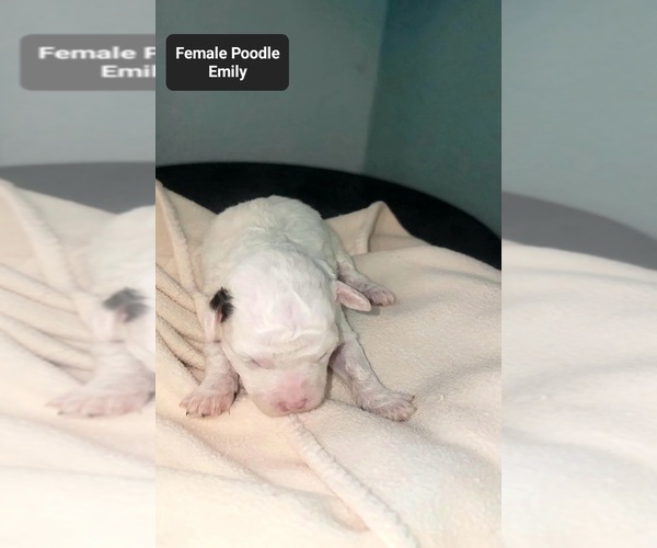 Medium Photo #2 Poodle (Toy) Puppy For Sale in TUCSON, AZ, USA