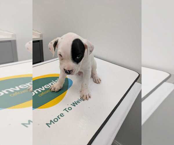 Medium Photo #1 Mutt Puppy For Sale in Brooklyn, NY, USA
