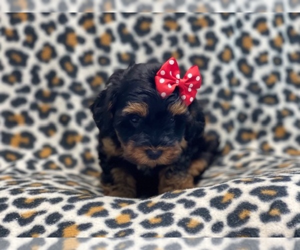 Full screen Photo #7 YorkiePoo Puppy For Sale in LAKELAND, FL, USA