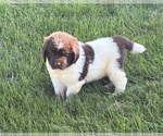 Small #7 Newfoundland