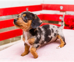 Small Photo #25 Dachshund Puppy For Sale in WAKARUSA, IN, USA