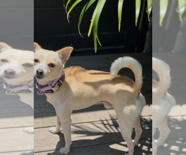 Medium Photo #2 Chihuahua-Unknown Mix Puppy For Sale in Dana Point, CA, USA