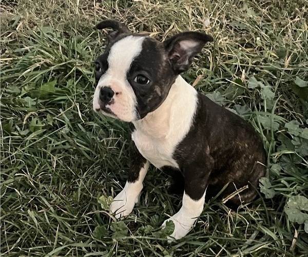 Medium Photo #5 Boston Terrier Puppy For Sale in KALONA, IA, USA