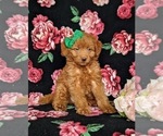 Small Photo #2 Double Doodle Puppy For Sale in NOTTINGHAM, PA, USA