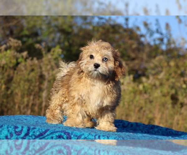 Medium Photo #19 ShihPoo Puppy For Sale in DYERSBURG, TN, USA