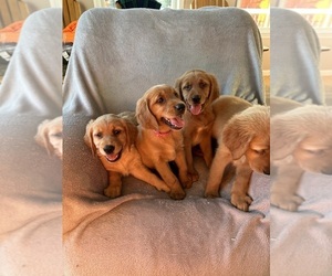 Golden Irish-Golden Retriever Mix Puppy for sale in SOUTH WATERFORD, ME, USA