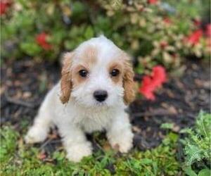 Cavapoo Puppy for sale in HICKORY, NC, USA