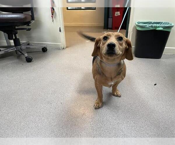 Medium Photo #1 Doxle Puppy For Sale in Pasadena, CA, USA