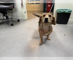 Doxle Dogs for adoption in Pasadena, CA, USA