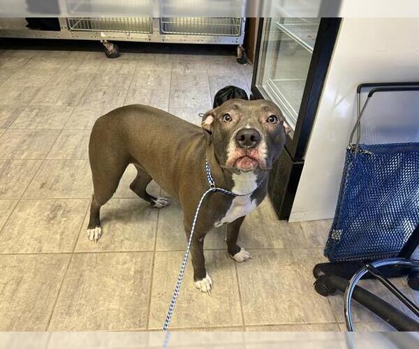 Medium Photo #1 American Staffordshire Terrier-Unknown Mix Puppy For Sale in Grand Prairie, TX, USA