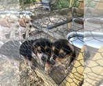 Small Photo #3 Beagle Puppy For Sale in ANNISTON, AL, USA
