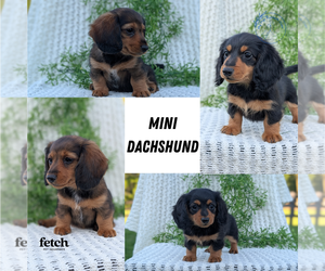 Dachshund Litter for sale in GOSHEN, IN, USA