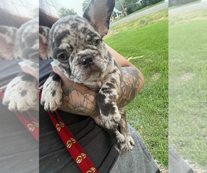 French Bulldog Puppy for sale in GROVES, TX, USA