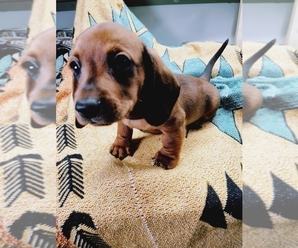 Medium Photo #2 Dachshund Puppy For Sale in COFFEYVILLE, KS, USA