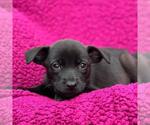 Small Labrador Retriever Mix