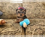 Small Photo #2 Yorkshire Terrier Puppy For Sale in SANTA CLARITA, CA, USA