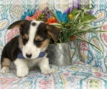 Small Photo #2 Pembroke Welsh Corgi Puppy For Sale in LANCASTER, PA, USA