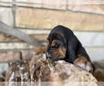 Small Photo #2 Bloodhound Puppy For Sale in CROSSVILLE, AL, USA