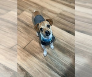 Chihuahua-Unknown Mix Dogs for adoption in Visalia, CA, USA