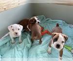 Small Photo #7 Boxer Puppy For Sale in LOCUST DALE, VA, USA
