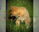 Small Photo #5 Shiba Inu Puppy For Sale in LUBLIN, WI, USA