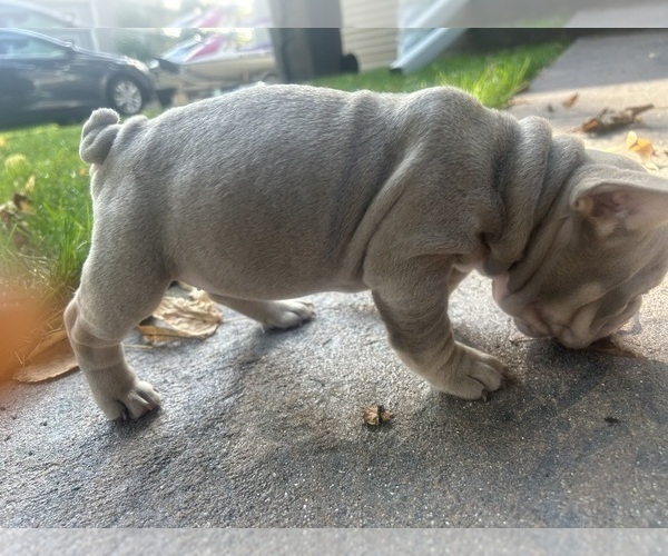 Medium Photo #4 French Bulldog Puppy For Sale in PEWAUKEE, WI, USA