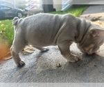 Small #3 French Bulldog