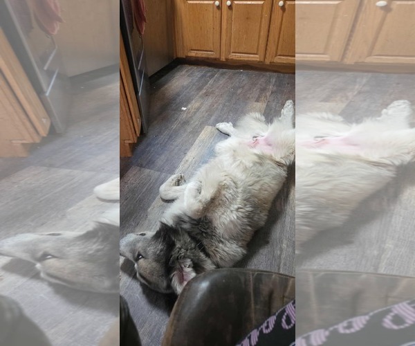Medium Photo #2 Great Pyrenees Puppy For Sale in MIDWAY, UT, USA