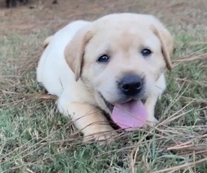 Medium Labrador Retriever